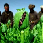 تأثير الأفيون على الدماغ وماذا يفعل الافيون في جسم الانسان تأثير الأفيون على الجسم