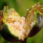 Opium addiction treatment