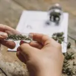 أعراض الجرعة الزائدة من الحشيش وهل الحشيش يسبب الموت؟ أعراض الجرعة الزائدة من الحشيش وكيفية التغلب عليها