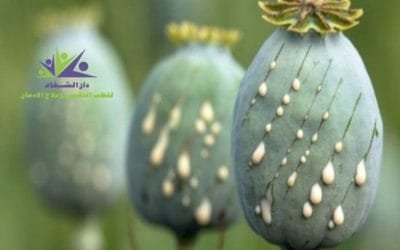 ما هو الأفيون وفوائده الطبية ومتي يبدأ مفعوله