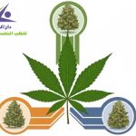 أنواع الحشيش وما هو؟ دليل شامل للتعرف على أشهر أنواعه في العالم