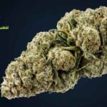 كم تبقى مادة الزطلة في الجسم والبول والدم؟ وكيف تتخلص منها بأمان