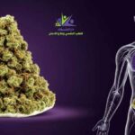 ماذا تفعل الزطلة في جسم الإنسان التأثير الحقيقي وأخطر الأضرار؟ ماذا تفعل الزطلة في جسم الإنسان التأثير الحقيقي وأخطر الأضرار؟