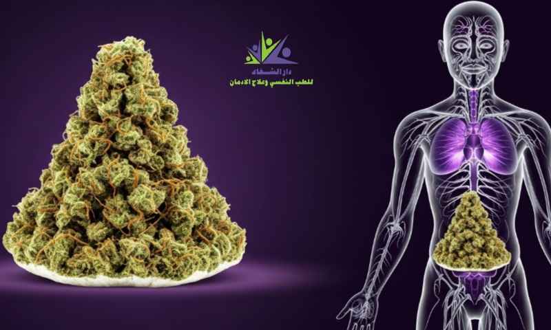 ماذا تفعل الزطلة في جسم الإنسان التأثير الحقيقي وأخطر الأضرار؟