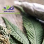 كم تستمر أعراض انسحاب الزطلة وطرق العلاج بدون انتكاسة؟ كم تستمر أعراض انسحاب الزطلة وطرق العلاج بدون انتكاسة؟